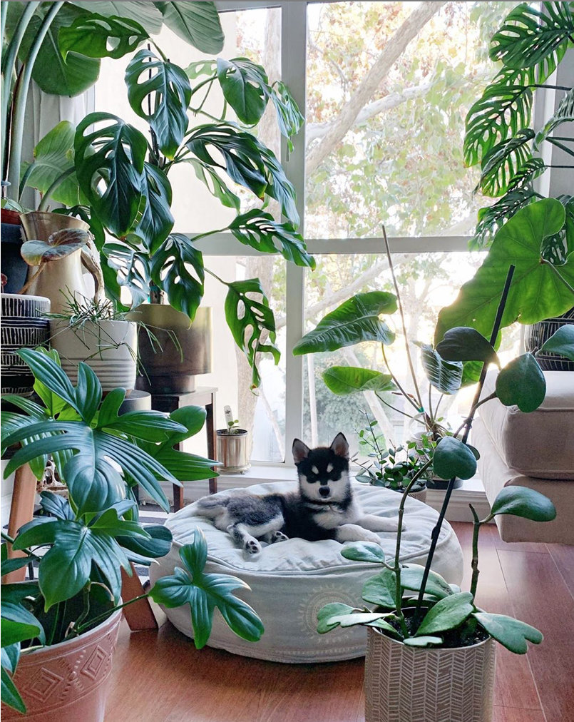 To give you some indoor plants decor inspiration, we have found 60 indoor plants decor and plant shelves ideas. You can decorate your bedroom, kids room, living room, kitchen, and dining room with indoor plants.