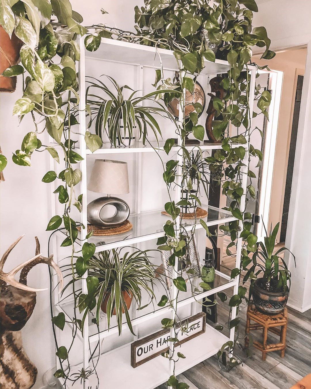 To give you some indoor plants decor inspiration, we have found 60 indoor plants decor and plant shelves ideas. You can decorate your bedroom, kids room, living room, kitchen, and dining room with indoor plants.